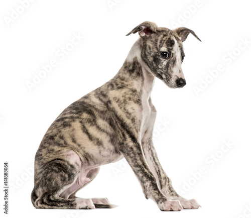 whippet sitting, 2,5 months, isolated on white