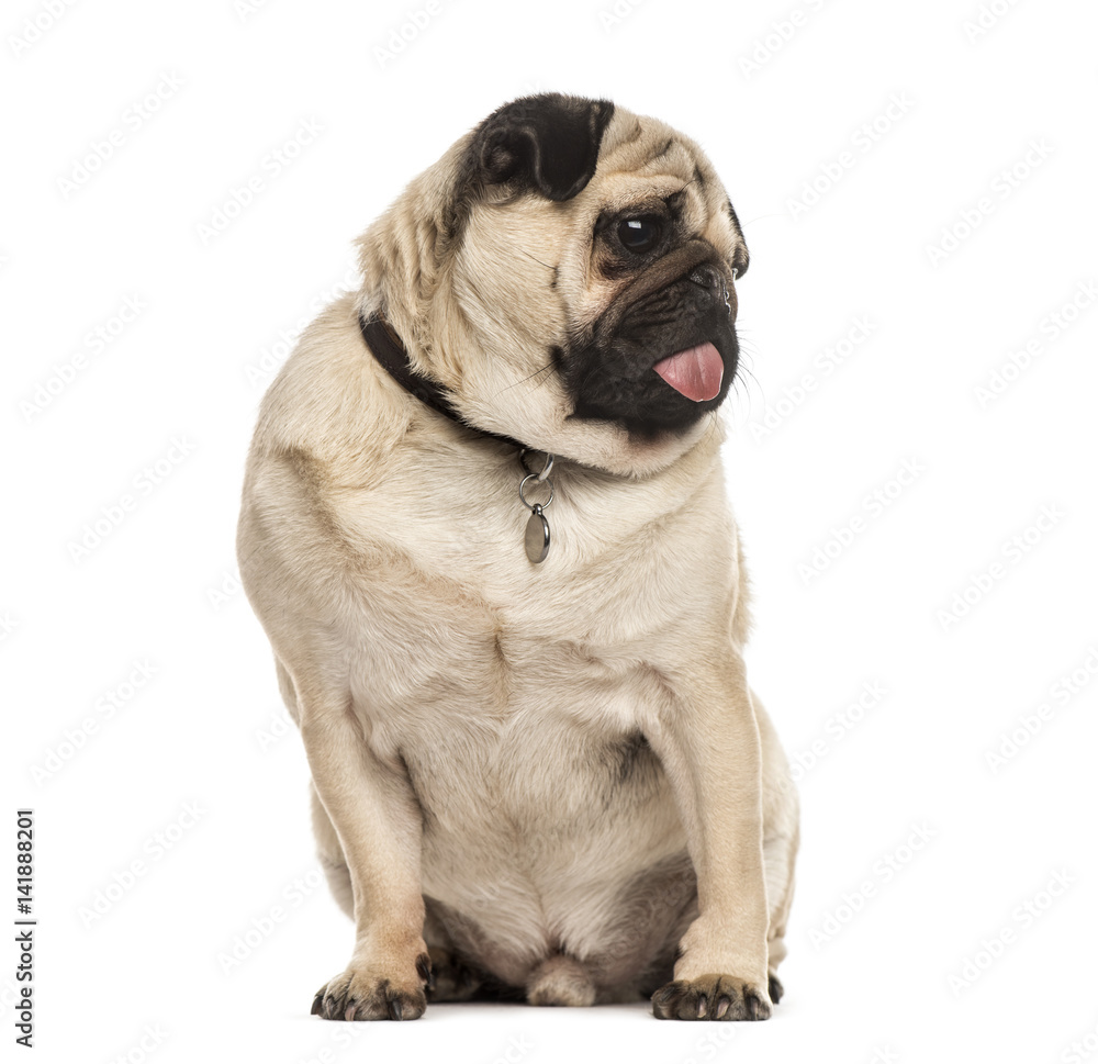 Pug sitting sticking the tongue, isolated on white