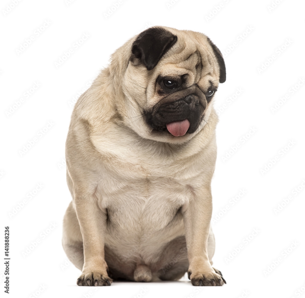 Pug sitting sticking the tongue, isolated on white