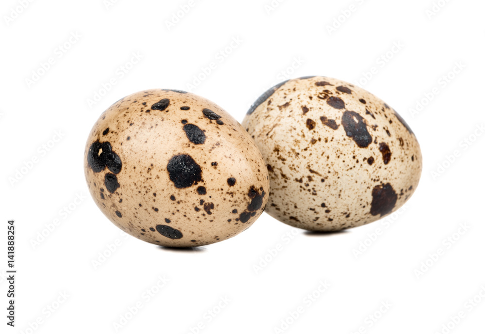 Two raw spotted quail eggs isolated on white background Two raw spotted quail eggs isolated on white background
