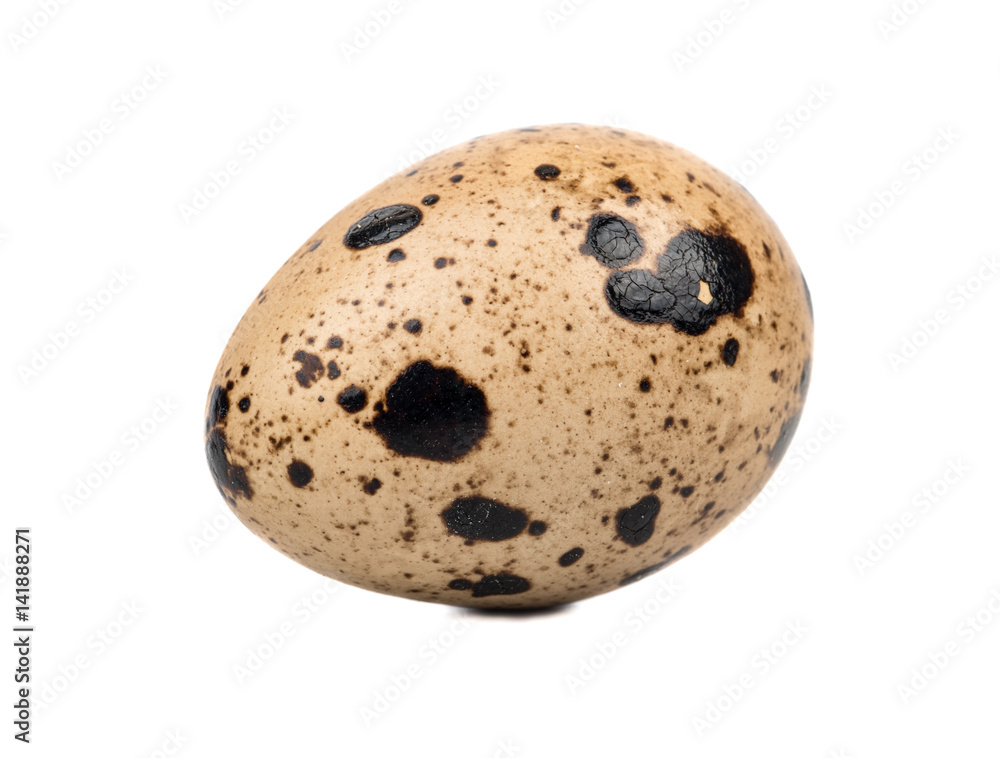 Spotted raw quail egg isolated on white background Spotted raw quail egg isolated on white background