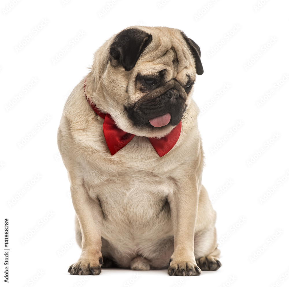 Pug with a red bow tie sitting, isolated on white