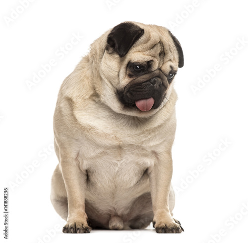 Pug sitting sticking the tongue  isolated on white