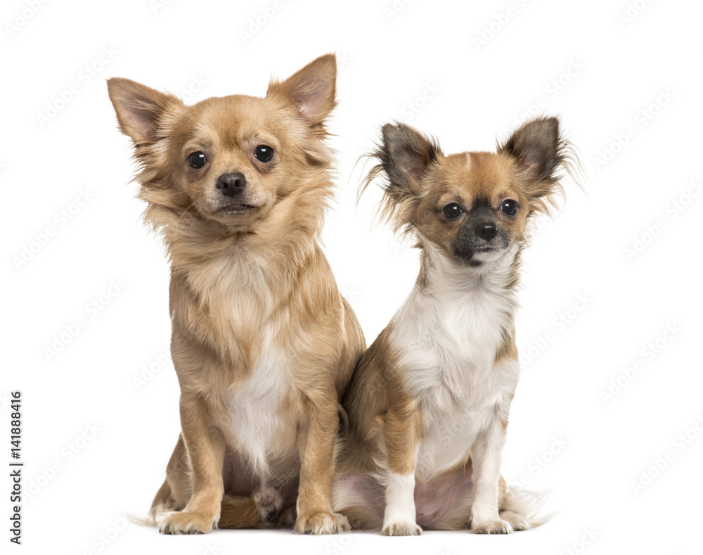 Two chihuahuas sitting, isolated on white Two chihuahuas sitting, isolated on white