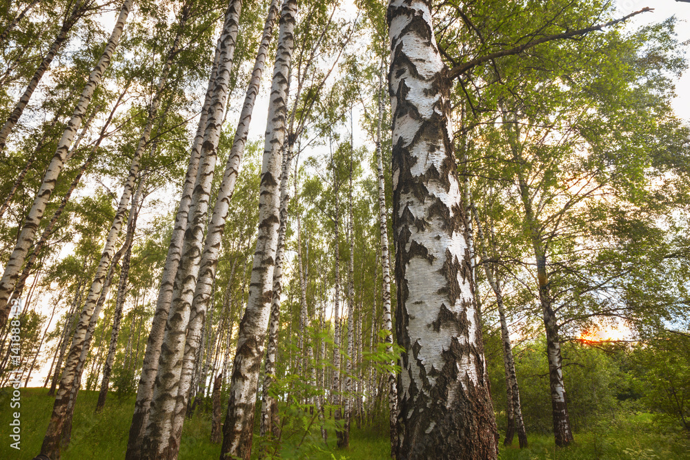Fototapeta premium summer in sunny birch forest