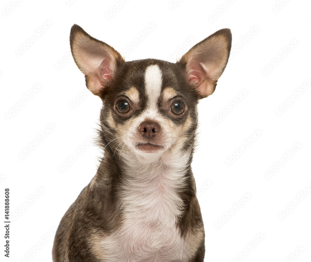 Close-up of a Chihuahua, 2 years old, isolated on white
