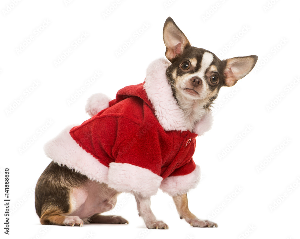 Chihuahua with a christmas jacket, 2 years old, isolated on whit