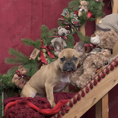 Puppy French Bulldog in Christmas decoration, 4 monthsold photo