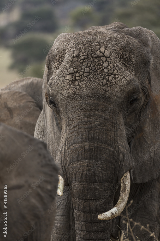Elephant near a baobab tree in Tarangire National Park, Tanzania, Africa Elephant near a baobab tree in Tarangire National Park, Tanzania, Africa