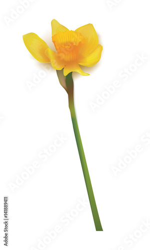 Daffodil  isolated over white. Vector realistic flowers. shadow
