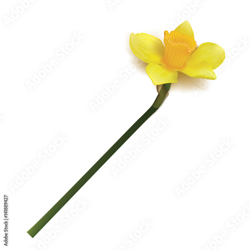 Daffodil  isolated over white. Vector realistic flowers. shadow