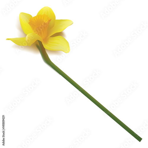 Daffodil  isolated over white. Vector realistic flowers. shadow