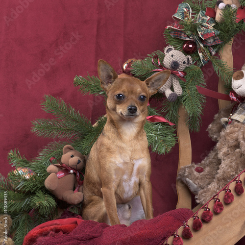 Chihuahua in a christmas decoration © Eric Isselée