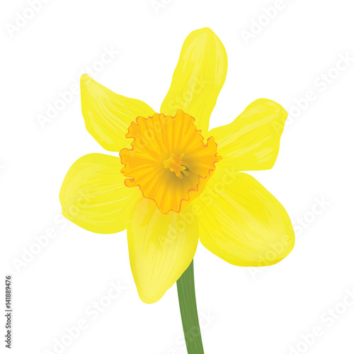 yellow daffodil isolated on a white background. Vector realistic flowers.