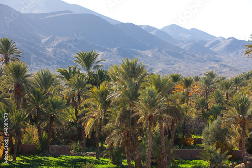 vall  e verdoyante avec des palmiers dattiers au milieu des montagnes