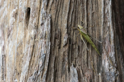 Konstfotografi A large grasshopper on the bark of a tree