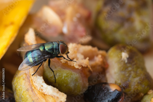 Big fly on the garbage
