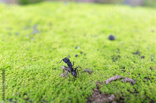 Paraponera clavata or Bullet Ant photo