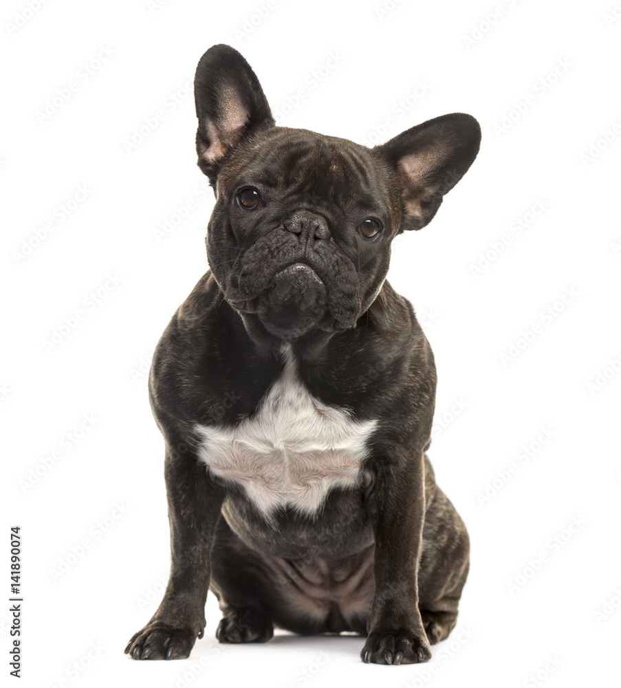French Bulldog sitting, 18 months old, isolated on white