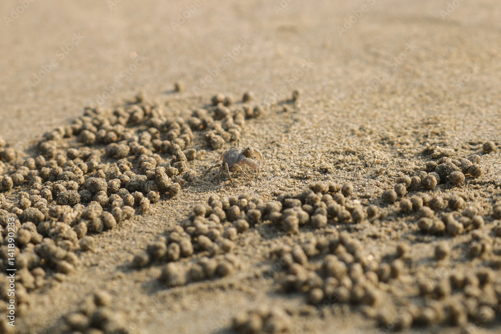 Ghost crab making sand balls on the beach. Small crab digging hole. Ghost crab making sand balls on the beach. Small crab digging hole.