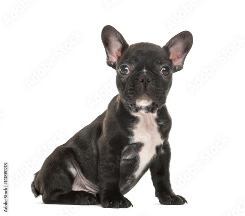 Puppy French Bulldog puppy sitting, 2 months old, isolated on wh