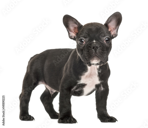 Puppy French Bulldog standing  2 months old  isolated on white