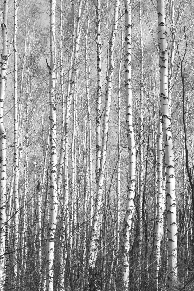 birch forest, black-white photo