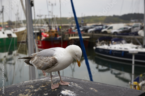 Herring gull photo