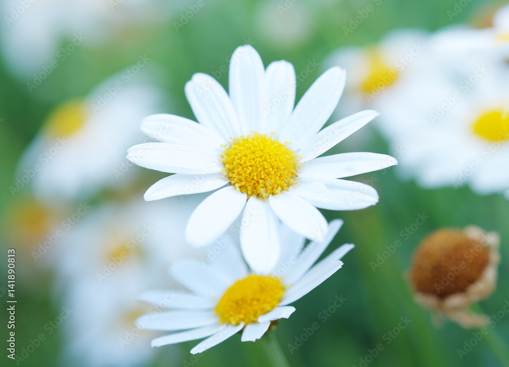 daisy flower