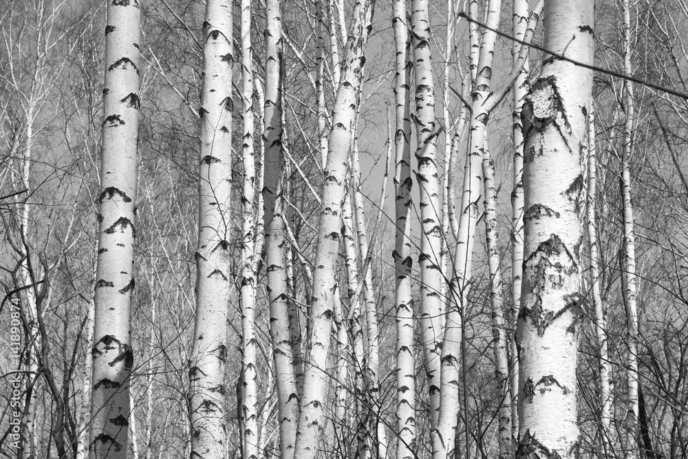 Naklejka premium brzozowy las, czarno-białe zdjęcie