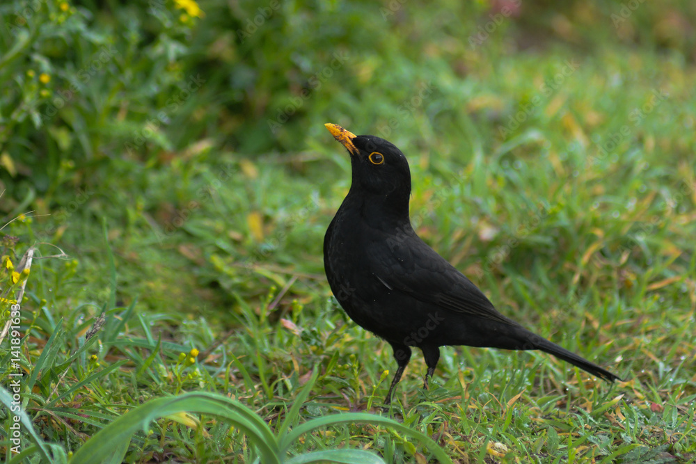 Merlo (Turdus merula)  maschio su prato verde