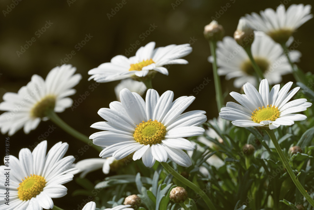 Obraz premium Marguerites in the early springtime