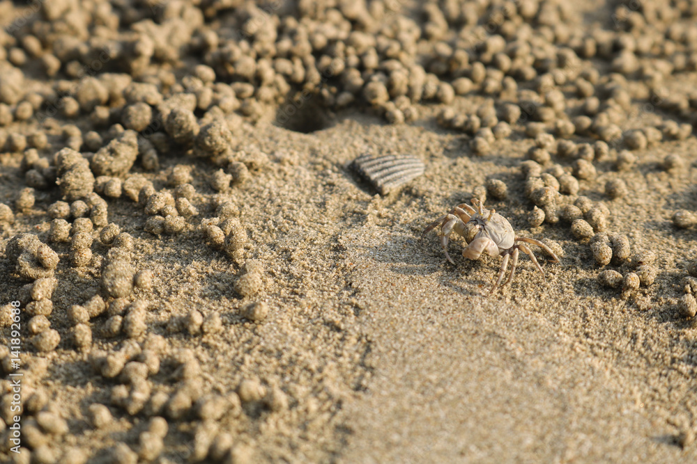 Ghost crab making sand balls on the beach. Small crab digging hole. Ghost crab making sand balls on the beach. Small crab digging hole.