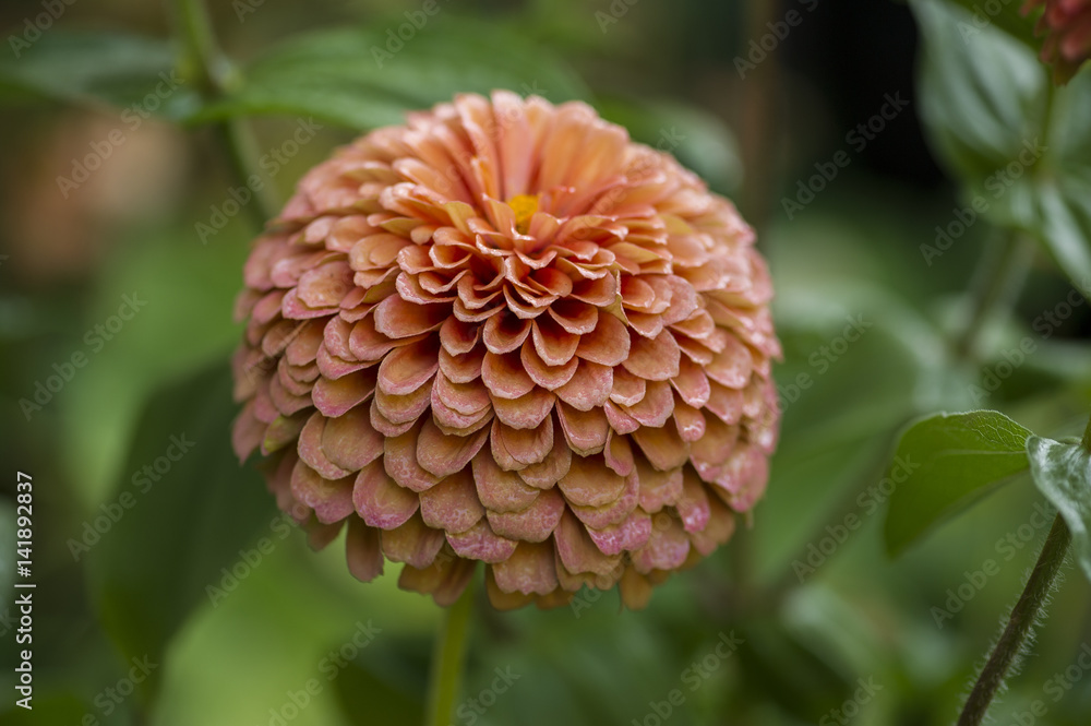 Zinnia Zinnia