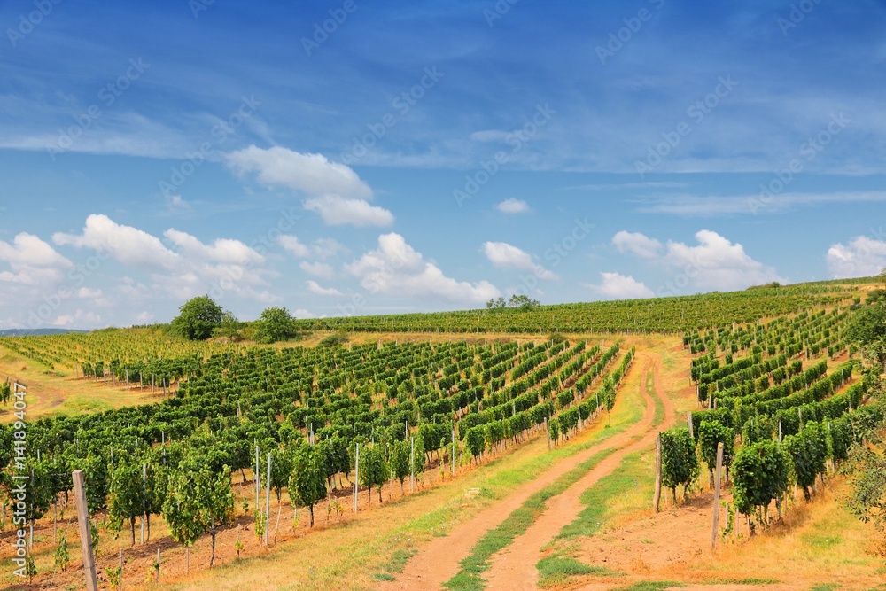 European wine region - Tokaj in Hungary