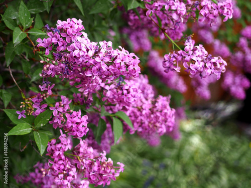 French Lilac in bloom
