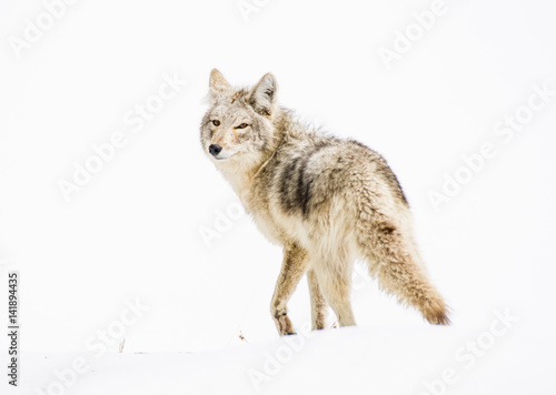 Coyote Last Look © James Mattil