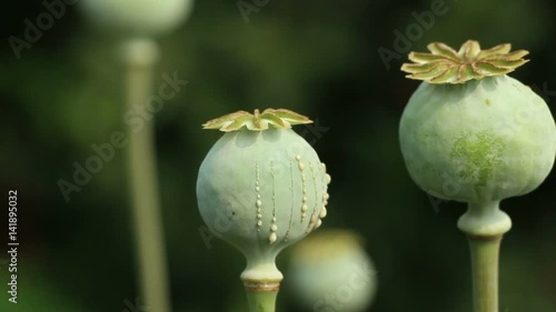 Papaver (poppy) seed pods close up on the dark  green  blurred background. Lockdown.  The white opium latex drops from scratches on the unripe boll. photo