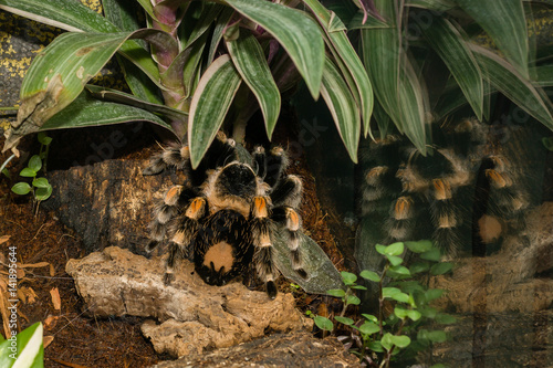 Poisonous spider Tarantula (tarantula)