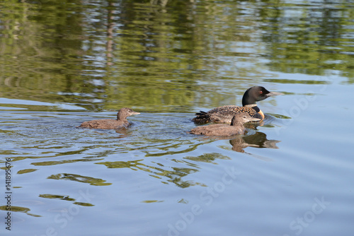 loons with two babies