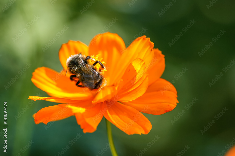 Orange, yellow field flower with a bee Orange, yellow field flower with a bee