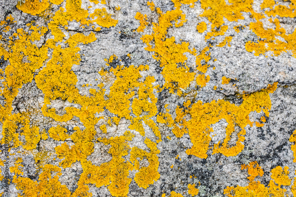yellow saxilocous moss for botanical details and beautiful environment background yellow saxilocous moss for botanical details and beautiful environment background