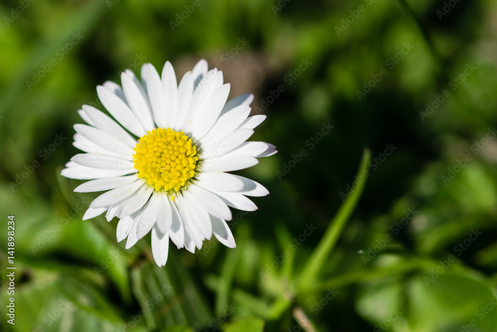Single daisy growing on grassy field in spring Single daisy growing on grassy field in spring