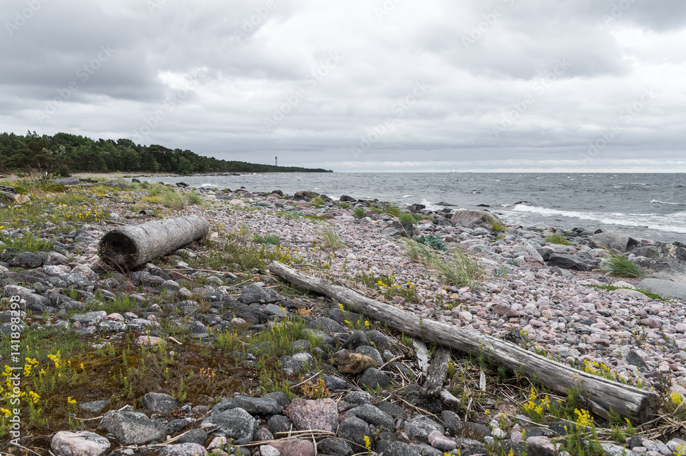 Driftwood on beach