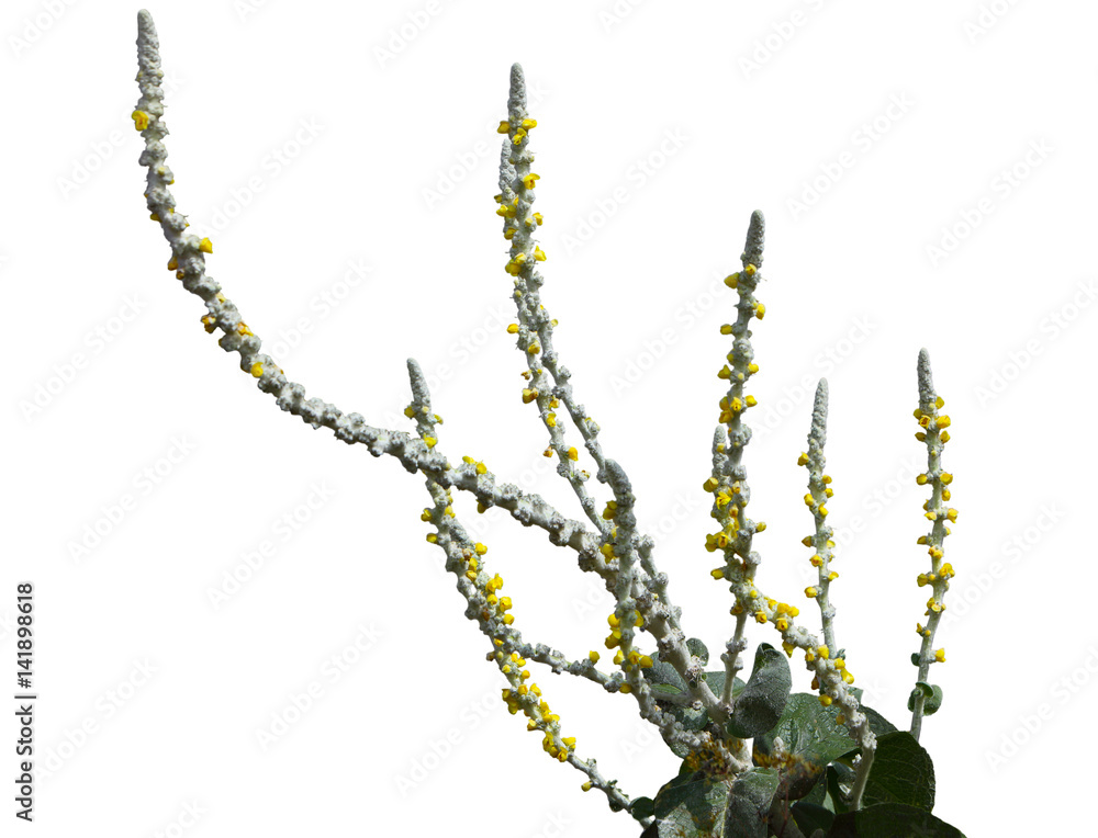 Fototapeta premium Common Mullein Flower