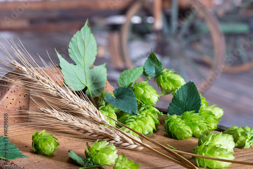 hop cones and sheaf of barley in th eold barn photo