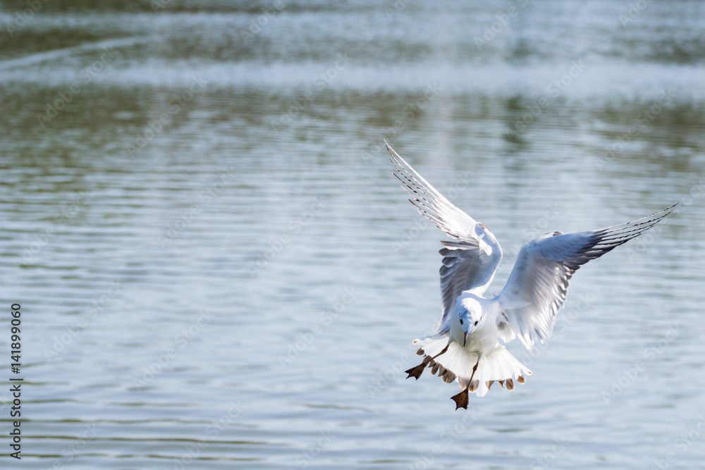 Seagull coming into land on water with webbed feet outstretched Seagull coming into land on water with webbed feet outstretched