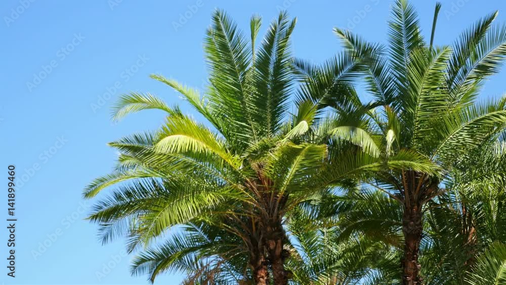 High quality video of palm trees on the blue sky in 4K High quality video of palm trees on the blue sky in 4K