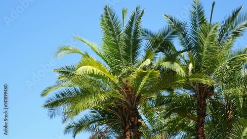 Wallpaper Mural High quality video of palm trees on the blue sky in 4K Torontodigital.ca