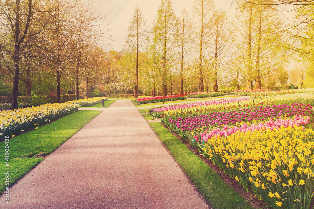 Obraz premium Spring flowers flowerbed - yellow, pink and violet - in dutch formal garden, Keukenhof, Netherlands, retro toned